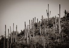 Chaîne de montagne de Saguaro de sépia photo libre de droits Chaîne de montagne de Saguaro de sépia photo libre de droits