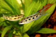 Checkerboard Cichlid Dicrossus filamentosus aquarium fish dwarf cichlid royalty free stock photography Checkerboard Cichlid Dicrossus filamentosus aquarium fish dwarf cichlid royalty free stock photography