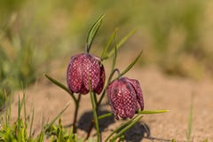 Checkered лилия - meleagris Fritillaria стоковое фото Checkered лилия - meleagris Fritillaria стоковое фото