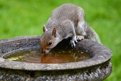 A cheeky Grey Squirrel borrows the bird bath for a drink stock photography A cheeky Grey Squirrel borrows the bird bath for a drink stock photography