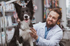 Cheerful bearded male veterinarian examining beautiful dog stock photography Cheerful bearded male veterinarian examining beautiful dog stock photography
