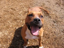 Cheerful dog with open mouth looks and smiles royalty free stock image Cheerful dog with open mouth looks and smiles royalty free stock image