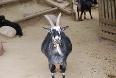Black and white goat with big horns royalty free stock photos Black and white goat with big horns royalty free stock photos