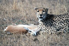 Cheetah royalty free stock images Cheetah royalty free stock images