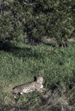 A cheetah Acinonyx jubatus lying down in lush green grass royalty free stock image A cheetah Acinonyx jubatus lying down in lush green grass royalty free stock image