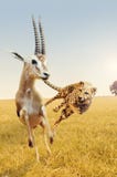 Cheetah hunting gazelle on Africa's savanna stock image Cheetah hunting gazelle on Africa's savanna stock image