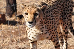 Cheetah looking up at me stock photo Cheetah looking up at me stock photo