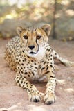 Cheetah Portrait III Royalty Free Stock Photo