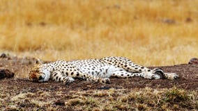 Cheetah Sleeping in Africa royalty free stock photography Cheetah Sleeping in Africa royalty free stock photography