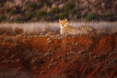 Cheetah in spotlight royalty free stock photo Cheetah in spotlight royalty free stock photo