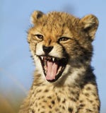 Cheetah yawn