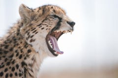 Cheetah yawning South Africa
