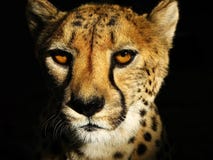 cheetahframsida arkivbild cheetahframsida arkivbild