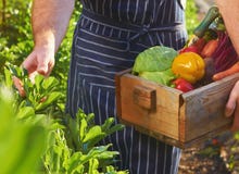 Chef harvesting at local organic farm Stock Photos Chef harvesting at local organic farm Stock Photos
