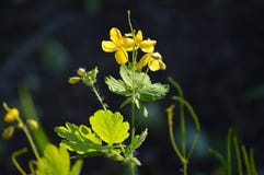 Chelidonium Красивые цветки celandine Немногое желтые цветки стоковые изображения Chelidonium Красивые цветки celandine Немногое желтые цветки стоковые изображения