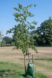 Tree with irrigation grow bag Stock Photos Tree with irrigation grow bag Stock Photos