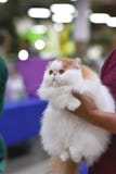 Chelyabinsk, F?d?ration de Russie - 8 septembre 2018 Fourgon rouge de couleur de race de Cat Persian dans l'exposition de chat Po photo libre de droits Chelyabinsk, F?d?ration de Russie - 8 septembre 2018 Fourgon rouge de couleur de race de Cat Persian dans l'exposition de chat Po photo libre de droits
