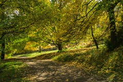 Chemin bordé d'arbres en automne baigné dans la lumière du soleil tachetée photographie stock Chemin bordé d'arbres en automne baigné dans la lumière du soleil tachetée photographie stock