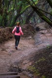 Chemin dans la forêt tropicale d'Anaga sur l'île de Ténérife, Espagne images libres de droits Chemin dans la forêt tropicale d'Anaga sur l'île de Ténérife, Espagne images libres de droits