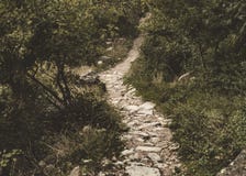 Chemin des pierres qui fonctionne par une forêt luxuriante image stock Chemin des pierres qui fonctionne par une forêt luxuriante image stock