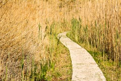 Chemin en bois à travers les roseaux photos stock Chemin en bois à travers les roseaux photos stock