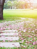 Chemin incurvé de brique avec les fleurs de trompette en baisse roses images stock Chemin incurvé de brique avec les fleurs de trompette en baisse roses images stock