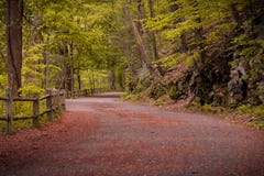 Chemin large à travers la forêt image stock Chemin large à travers la forêt image stock