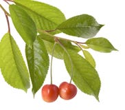 Cherries On A Tree Royalty Free Stock Photography