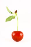 Cherry Stock Photo