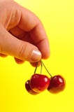 Cherry Royalty Free Stock Images