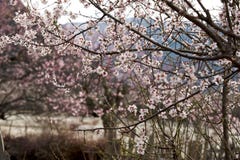 Cherry Blooming, Nyingchi, Tíbet foto de archivo Cherry Blooming, Nyingchi, Tíbet foto de archivo