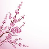 Cherry Blossom Cherry Blossom