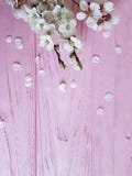 Cherry blossom branch decor vintage spring on a pink wooden background royalty free stock photo Cherry blossom branch decor vintage spring on a pink wooden background royalty free stock photo
