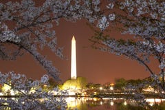 Cherry blossom in DC royalty free stock images Cherry blossom in DC royalty free stock images