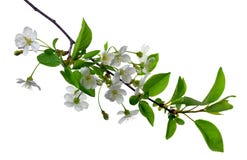 The branches of flowering cherry with foliage. cherry blossoms sakura tree bloom in spring isolated on white background. copy royalty free stock images The branches of flowering cherry with foliage. cherry blossoms sakura tree bloom in spring isolated on white background. copy royalty free stock images