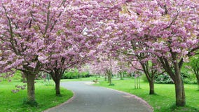 Cherry Blossom Path. Garden Path Arched by Cherry Trees in Blossom Cherry Blossom Path. Garden Path Arched by Cherry Trees in Blossom