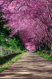 Cherry Blossom Pathway