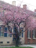 Cherry Blossom place stock photos Cherry Blossom place stock photos