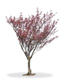Cherry Blossom tree