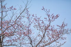 Cherry Blossom Tree lizenzfreies stockbild Cherry Blossom Tree lizenzfreies stockbild