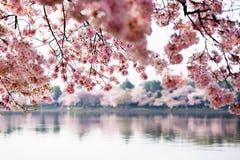 Cherry blossom trees in Washington DC