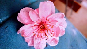 Cherry Blossom Turquoise royalty free stock photography Cherry Blossom Turquoise royalty free stock photography