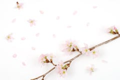 Cherry Blossoms Royalty Free Stock Photo Cherry Blossoms Royalty Free Stock Photo