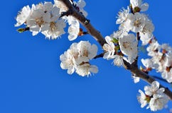 Cherry blossoms against the blue sky. Stock Photography Cherry blossoms against the blue sky. Stock Photography