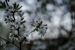 Cherry Blossoms Arbre fleurissant Fleurs blanches images stock Cherry Blossoms Arbre fleurissant Fleurs blanches images stock