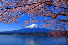 Cherry blossoms full bloom and Mt. Fuji Lake Kawaguchi Japan royalty free stock photos Cherry blossoms full bloom and Mt. Fuji Lake Kawaguchi Japan royalty free stock photos