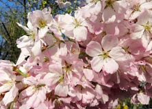 Cherry Blossoms Have Just Arrived royalty-vrije stock foto's Cherry Blossoms Have Just Arrived royalty-vrije stock foto's