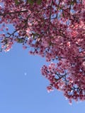 Cherry blossoms with moon royalty free stock photo Cherry blossoms with moon royalty free stock photo