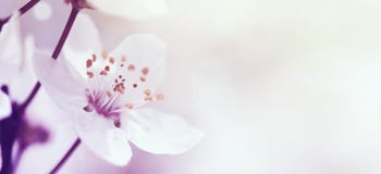 Cherry branch in blossom Royalty Free Stock Images Cherry branch in blossom Royalty Free Stock Images