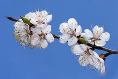 Cherry Branch In Bloom Stock Photos